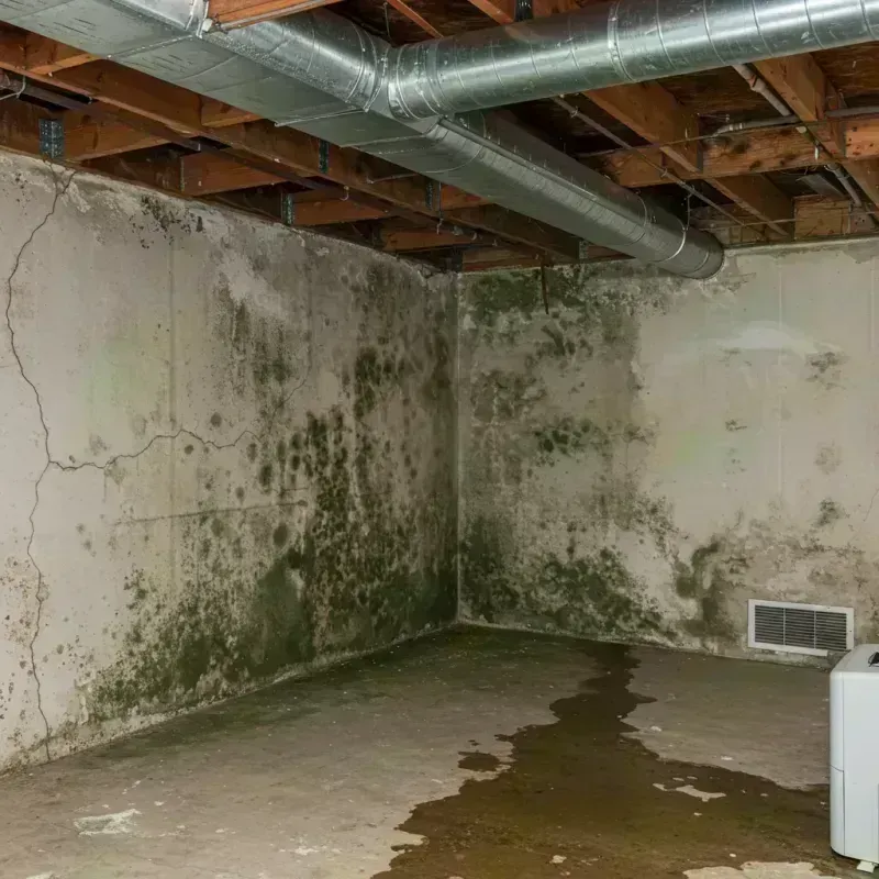 Professional Mold Removal in West Yarmouth, MA